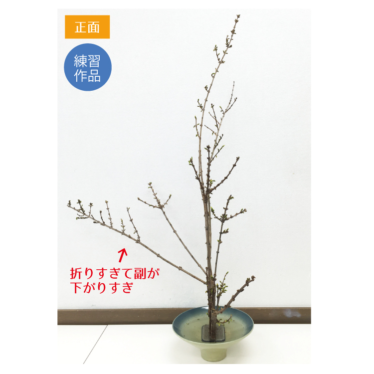 0生花　レンギョウ3