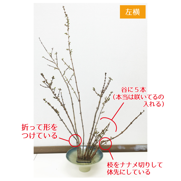 0生花　レンギョウ4