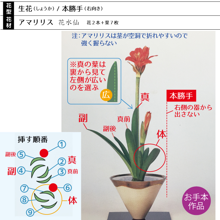 0生花　アマリリス01