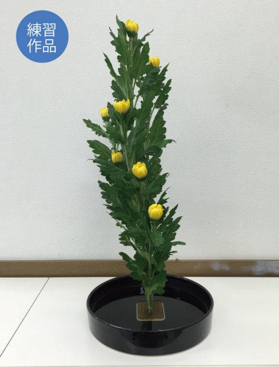 %e7%94%9f%e8%8a%b1%e3%80%80%e9%bb%84%e5%a4%a7%e8%8f%8a7%e6%9c%ac2